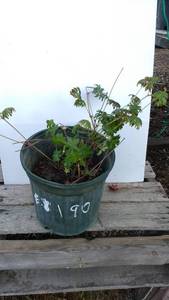 2 gallon Cranesbill Geranium