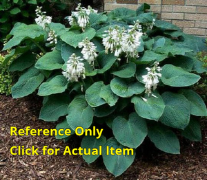 2 gallon Hosta Elegans