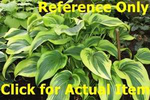 2 gallon Hosta Montana