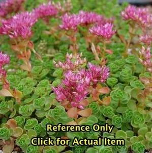 .5 gallon Stonecrop Sedum, Lot of 2