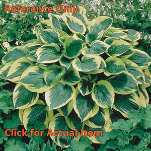 2 gallon Hosta aureomarginata