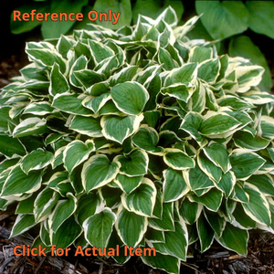 2 gallon Hosta Diamond Tiara