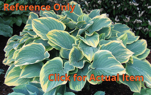 2 gallon Hosta Sagae