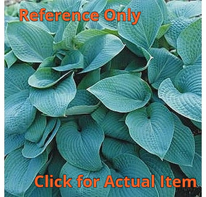 2 gallon Hosta Wheaton Blue