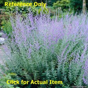 1 gallon Russian Sage