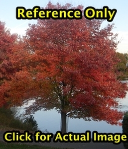 3 - 4 ft. Autumn Blaze Maple