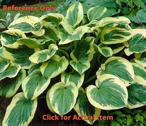2 gallon Hosta Twilight