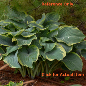 2 gallon Hosta Regal Splendor