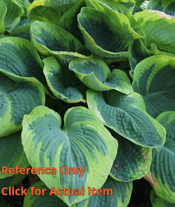 2 gallon Hosta Tokudama
