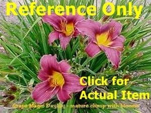 2 gallon Daylily, Grape Purple