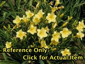 2 gallon Daylily, Stella Yellow