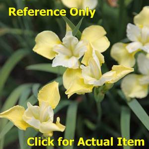 2 gallon Light Yellow Siberian Iris