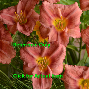 1.5 gallon Daylily, Rosy Returns