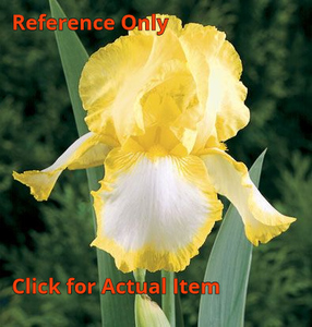 2 gallon Yellow & White Tall Bearded Iris