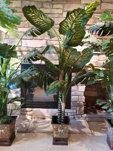 lot 42 image: Tall Silk Plant Collection of 3