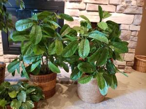 lot 92 image: Greenery Collection of 4 Silk Plants