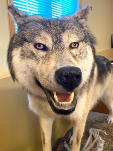 Taxidermy Full Size Wolf