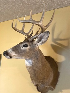 Taxidermy Perfect 10 Buck