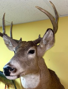 Taxidermy Point Eight Buck with Large Shoulder