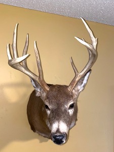 Taxidermy Buck Shoulder Mount