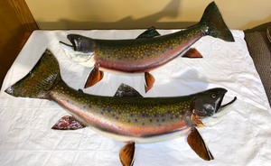 Taxidermy Brook Trout (2)