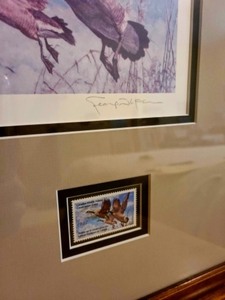 Framed 1987 Canada Duck Stamp Print By McLean