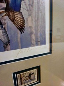 Framed 1986 Maine Duck Stamp Print By David Maass