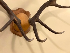Mounted Elk Horns 7 by 6 Point Bull Elk