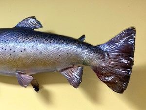 Taxidermy Brown Trout
