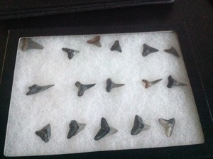 lot 141 image: Fossil Shark Teeth