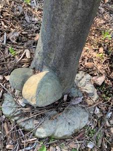 lot 250 image: Cement Mushroom Yard Decor
