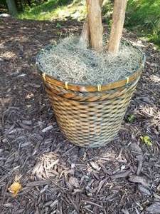 lot 81 image: Beautiful Faux Plant in Wicker Basket Planter