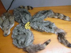 (4) Raccoon Skin & Coyote Head See...