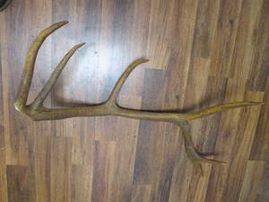 Elk Antler See Photos...