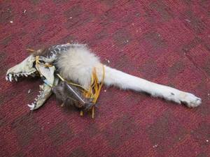 Handmade Coyote Skull Piece with At...