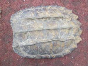 Snapping Turtle Shell...