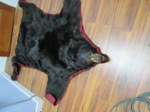 Real Black Bear Pelt (Wall Hanging)...