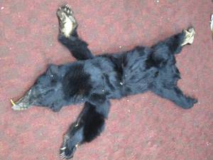 Black Bear Hide See Photos...