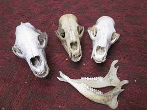 Animal Skull, & Jaw Bones...