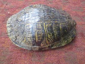 Turtle Shell Unique...