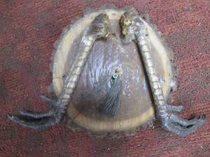 Wall Hanging Made with real Animal ...