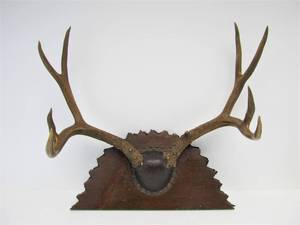 lot 79 image: Nice Large Mounted Antler Rack