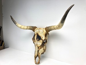 lot 198 image: Large Authentic Native American Rosebud Sioux Hand Decorated CowSteer Skull - Taming a Wild Horse