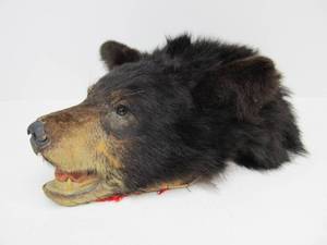 lot 140 image: Genuine Taxidermy Black Bear Head Wall Hanging