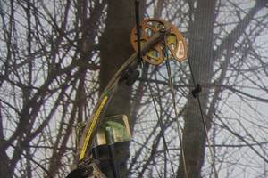 lot 9 image: Hoyt Dynasty Vital X ZR200 Compound Bow