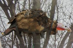 lot 147 image: Buck Wing BobbN Head Life Like Turkey Decoy With A Way Turkey Skinz Decoy Cover