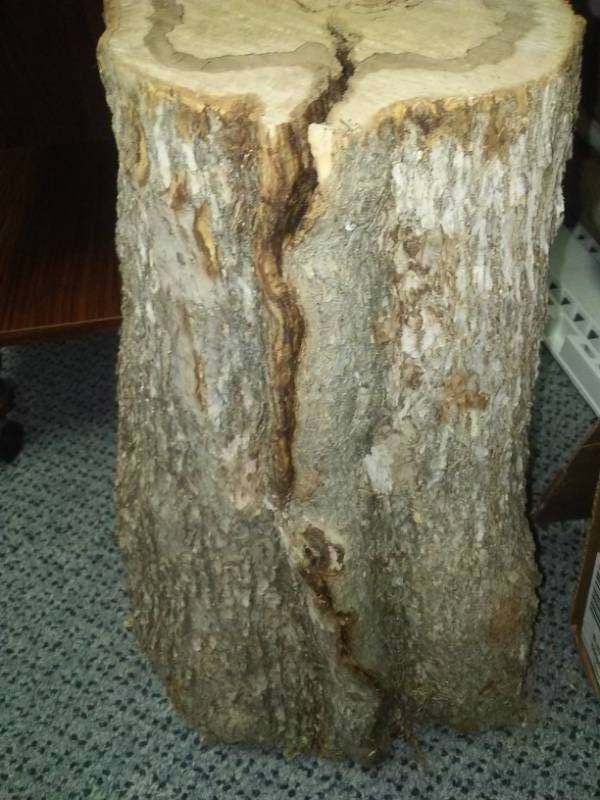 lot 219A image: Ironwood log