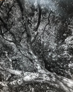 lot 236 image: Lot of 5 Black and White Photographs
