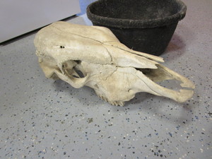 Cow Skull & Feed Pan