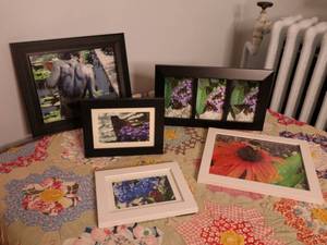 lot 158 image: Lot of Picture Frames  (photographs of butterflies and flowers)